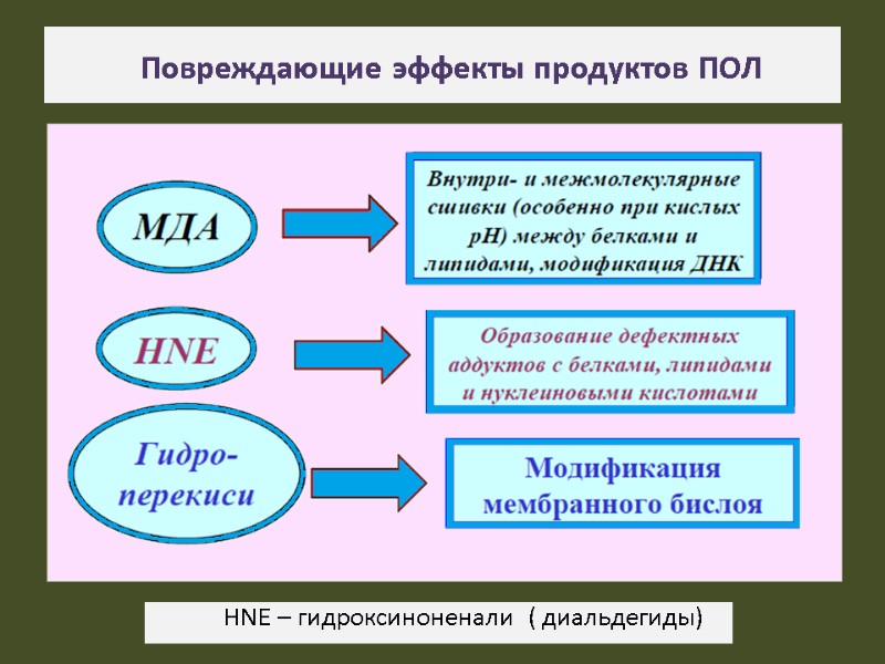 Повреждающие эффекты продуктов ПОЛ          